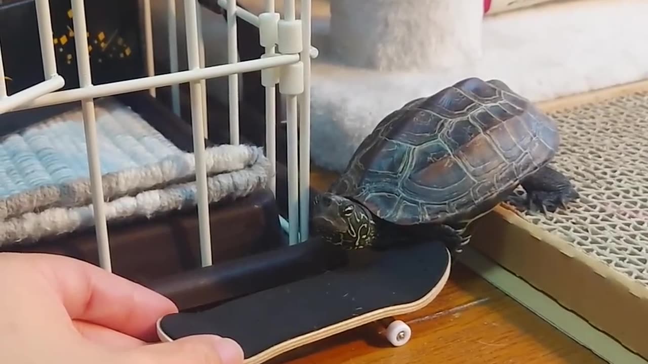 Best Gift Ever !! Turtle riding skateboard