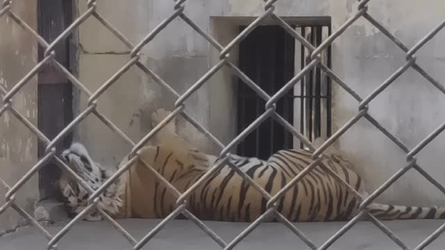 The tiger is sleeping in the sun during winter