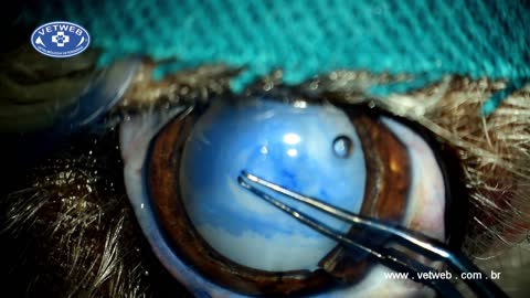 Cataract Surgery in a Dog