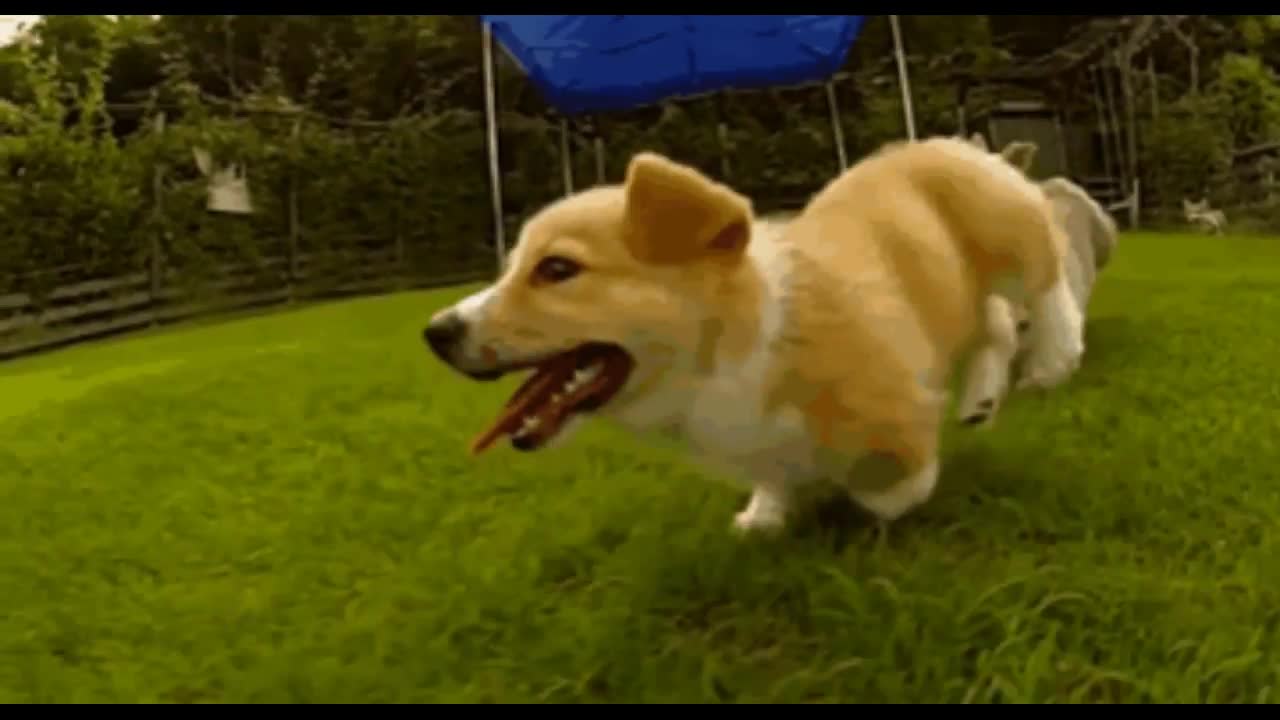 Hilarious Slow-Mo Corgi Puppies