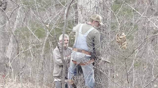 Dad trying to get bees nest.