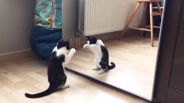Cat Funny Video 😂