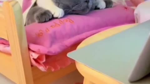 The cat is watching the video.