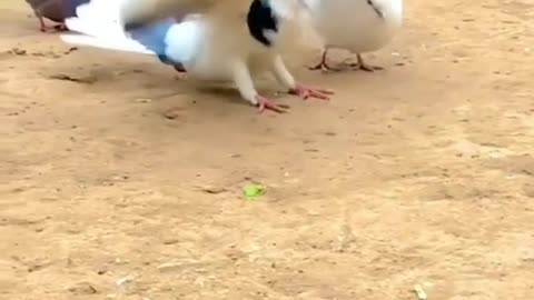 Pigeon backflip