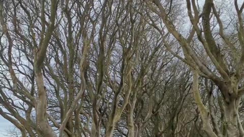 The Dark Hedges