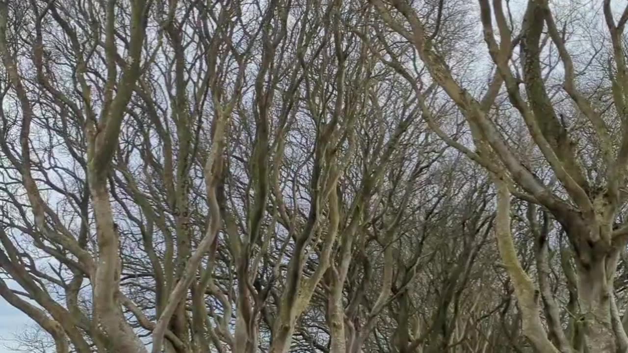 The Dark Hedges