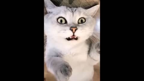 Awesome SO Cute Cat ! Cute and Funny Cat Videos to Keep You Smiling! 🐱3