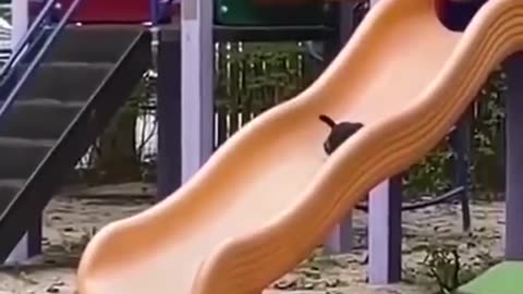 Kitty likes the slide