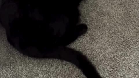 Cute Precious Piper Exercises Her Tail on the Floor - Adopting a Cat from a Shelter Vlog #shorts