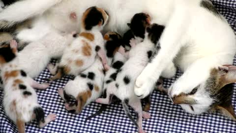 Newborn kittens feeding on mother