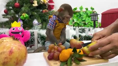 Baby monkey