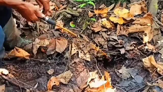 Fishing to get unique and expensive fish species