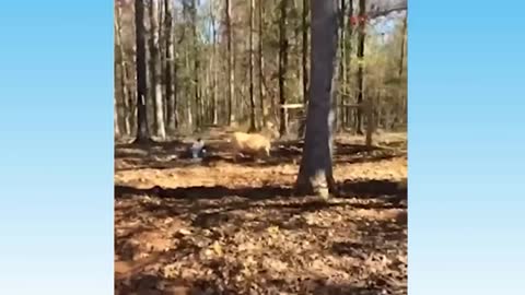 Funny videos