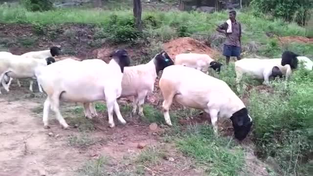Dorpers