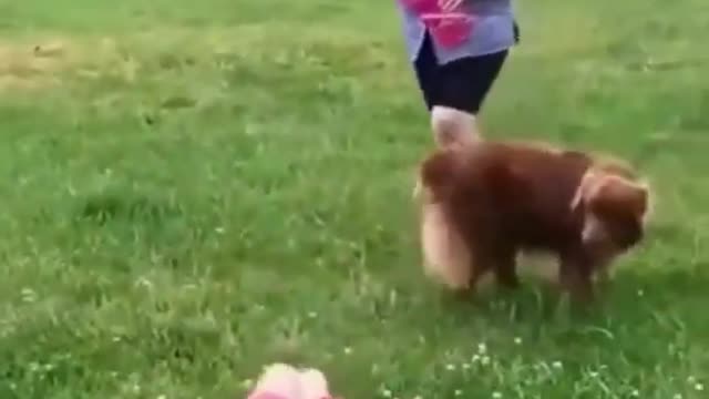 Must see Funny pet Fails