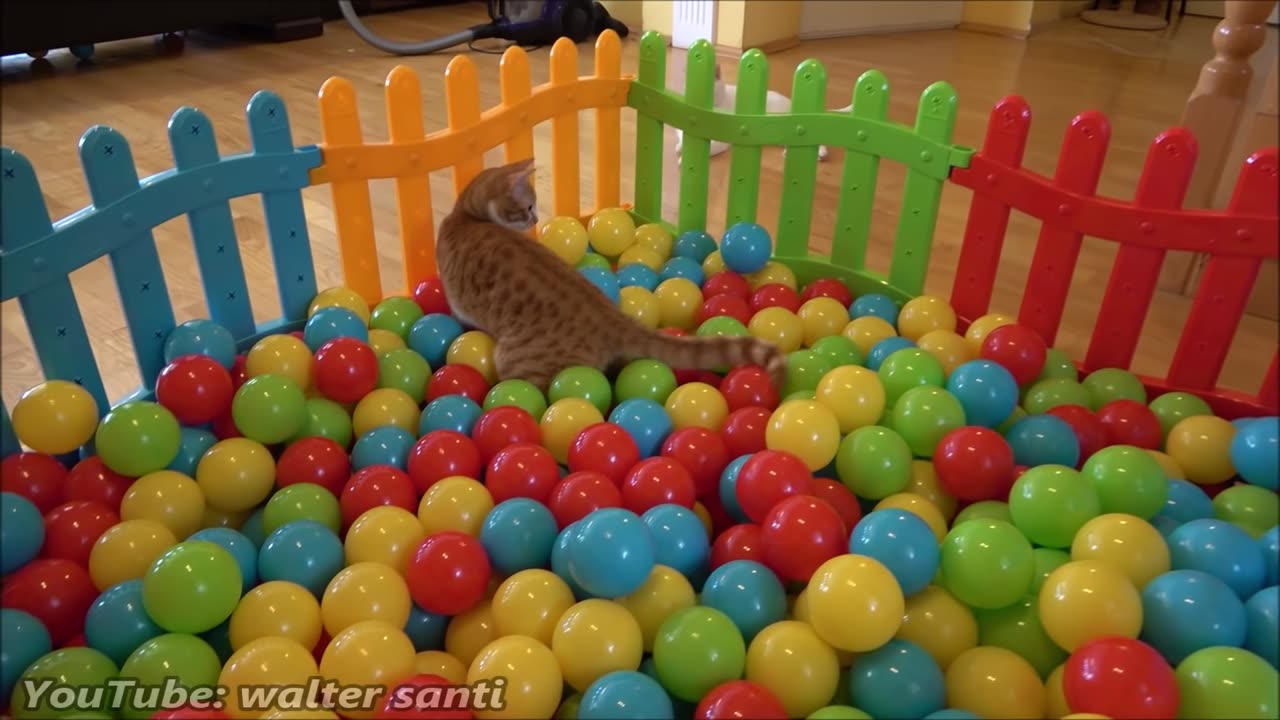 Two Cats and 500 Balls in a Ball Pit !!