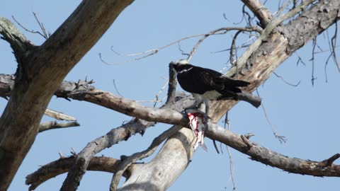 Dinner Time for a Hungry Osprey