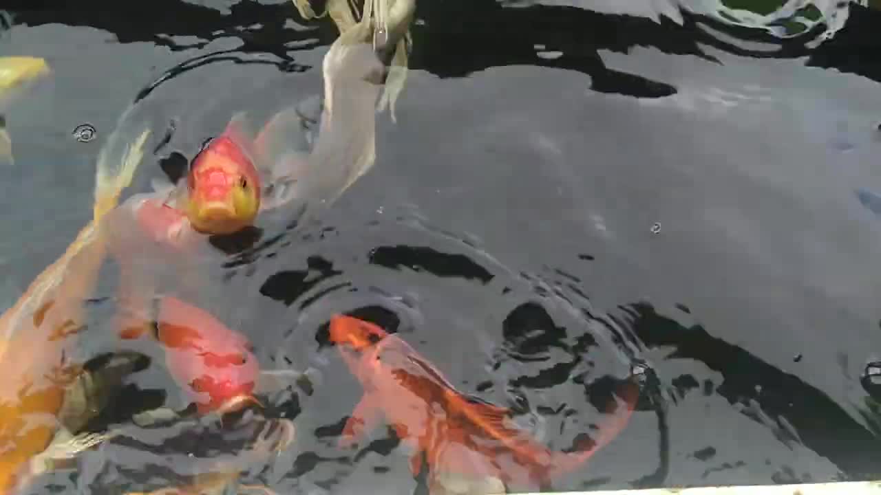 koi fish sa wala pa ang odette