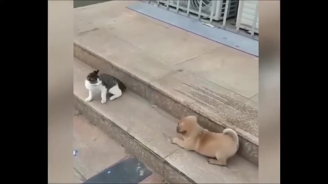 Cat vs Dog