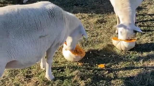 Pumpkin feast at the sheep pasture