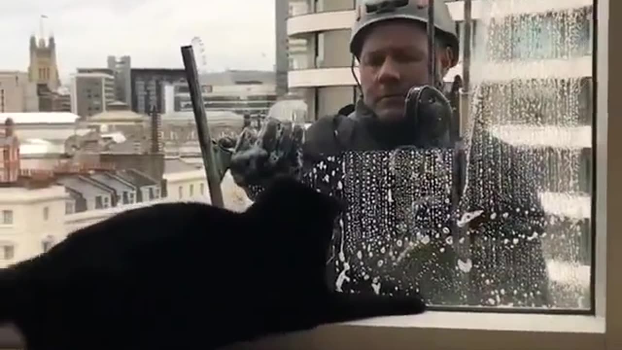 cat play with window cleaner