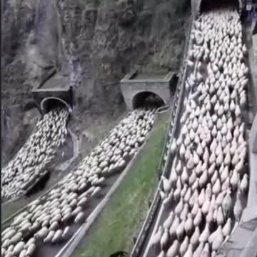 Les moutons au bout du tunnel