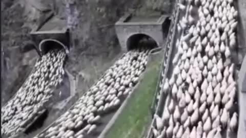 Les moutons au bout du tunnel