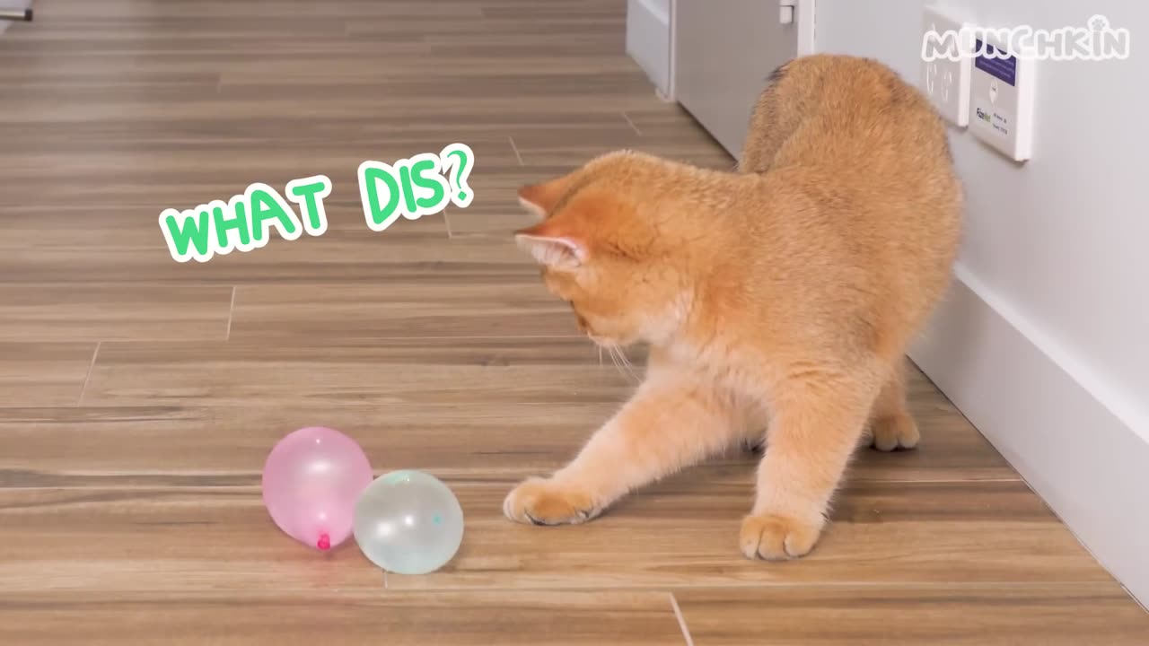 Cat walks on Balloons !!