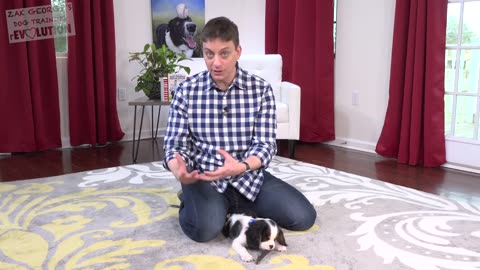 How Many Things Can you Teach your Puppy at Once-