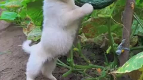 Funny Animal - Puppy is eating the food