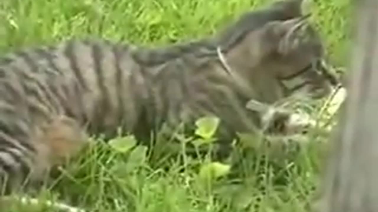 Cat cleans itself in backyard