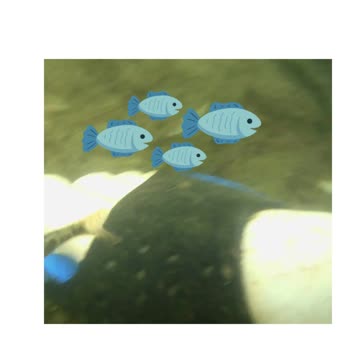 FUNNY SMALL FISHES