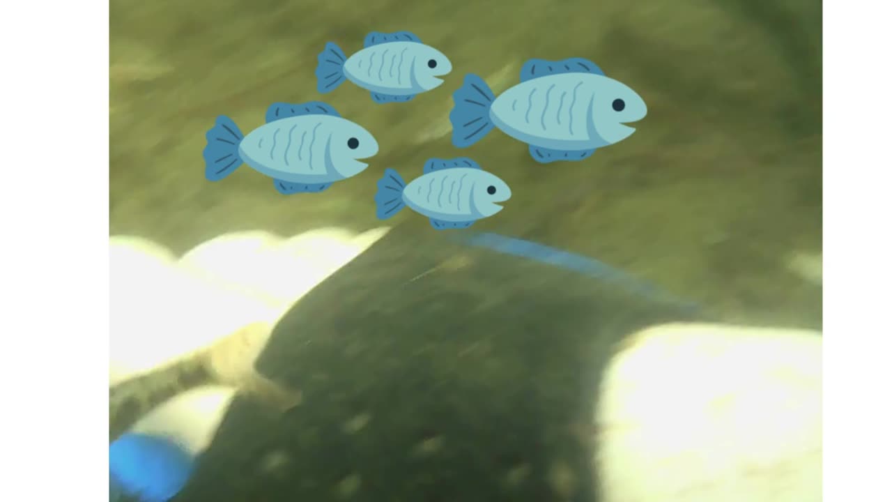 FUNNY SMALL FISHES