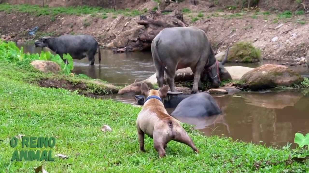 Cachorro Latindo - Som de cachorro - Diferentes tipos de latido.