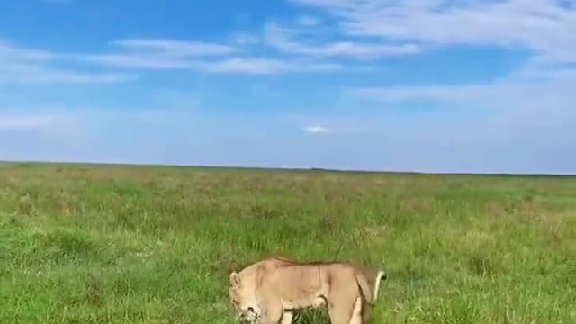 Can a lion chase a leopard? Animal world Map of Africa