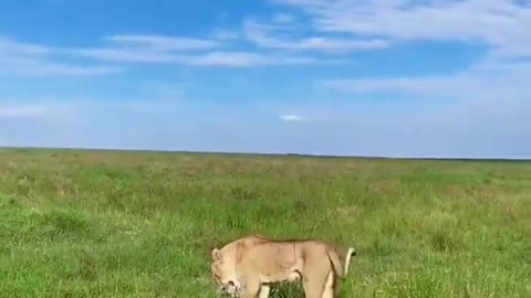 Can a lion chase a leopard? Animal world Map of Africa