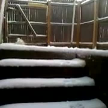 Puppy plays in snow for the first time
