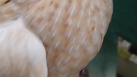Beautiful Ancient Italian Quail