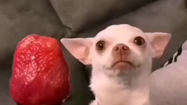 Cute dog/puppy doesn't like strawberry 🐕🍓😂😂