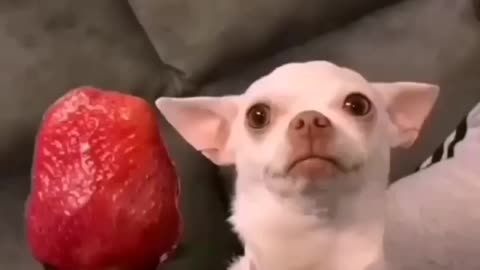 Cute dog/puppy doesn't like strawberry 🐕🍓😂😂