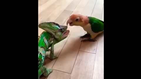 chameleon tries to kiss the married budgie