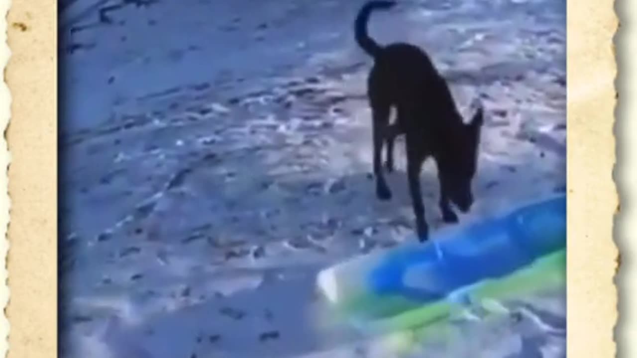 Dog enjoy on sliding board