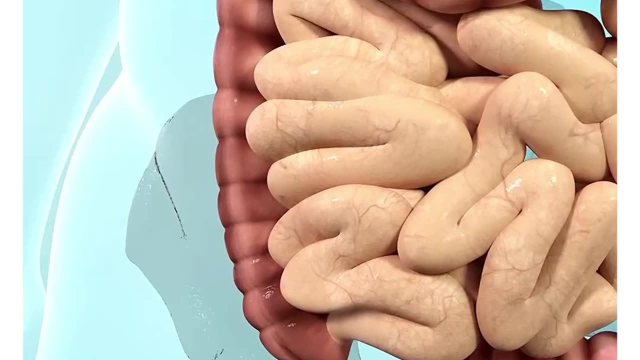 How body turns food into the poop...