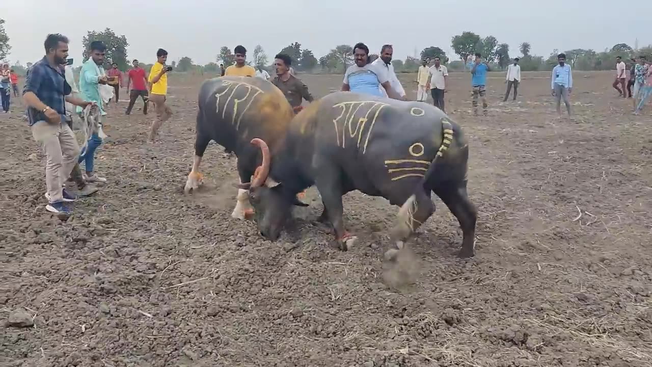 Battle of the Titans: Epic Buffalo Showdown