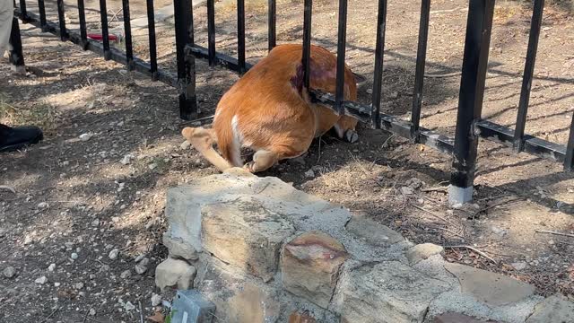 Firefighters Use Jaws of Life to Rescue Deer Stuck in Fence