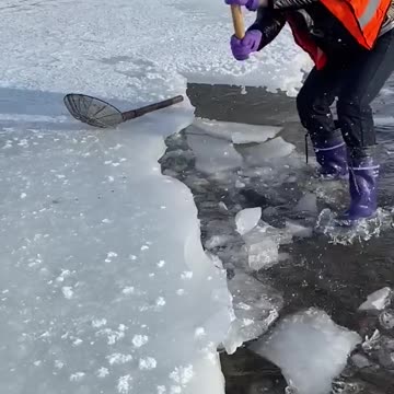 New Primitive Technology FISH TRAP with Fishing Kambo #short