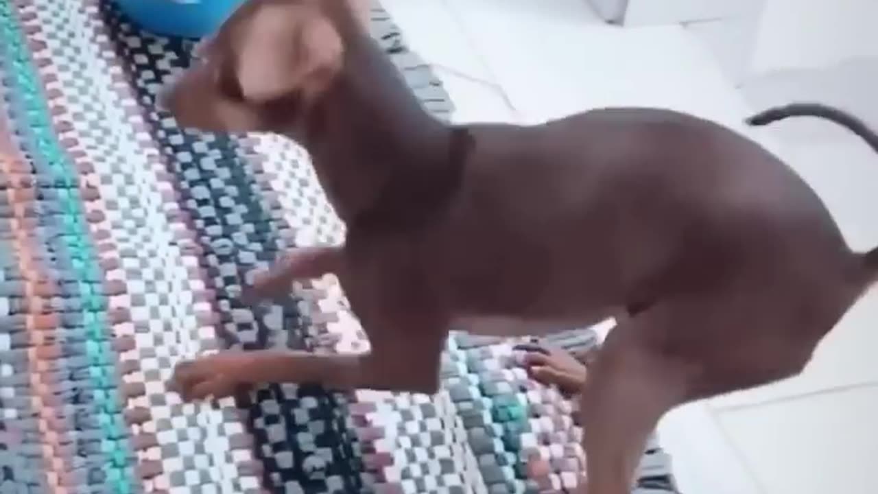 Dancing Dog