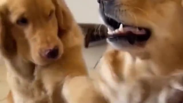 # Cute pet # Little Golden Retriever # dog
