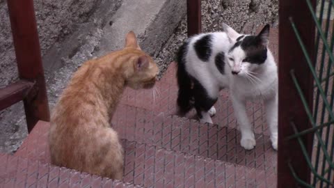 The fight