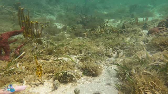 Wild Octopus Makes Friends With Diver